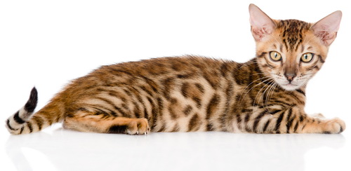 Kot bengalski