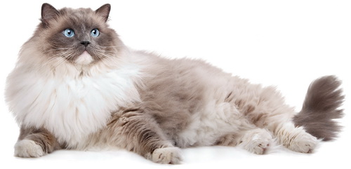 Ragdoll