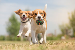 Beagle 