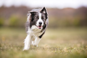 Border collie