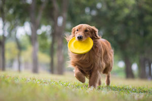 Golden retriever