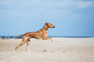 Greyhound