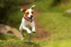 Jack Russell terrier