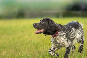 Springer spaniel angielski
