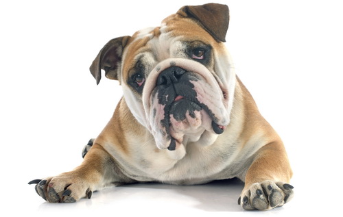 Buldog angielski
