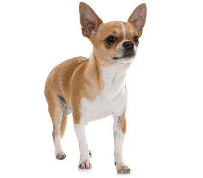 Chihuahua