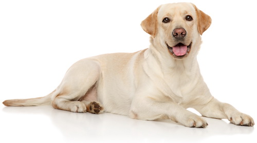 Labrador retriever