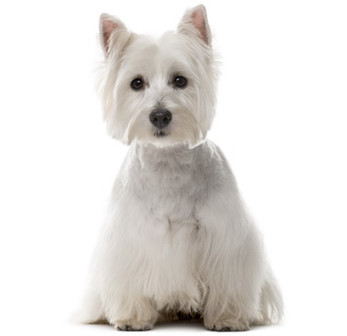 West Highland White Terrier 