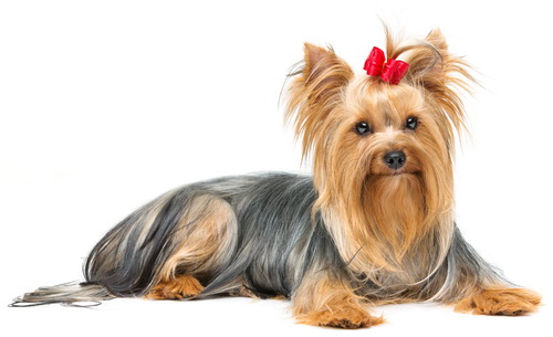 Yorkshire terrier
