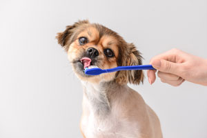 Mycie zębów psom