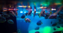 Oceanaria w Polsce i na świecie