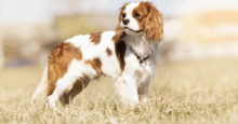 Cavalier king charles spaniel