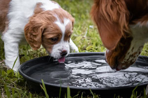 Płaska miska dla Cavalier king charles spaniel