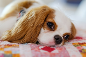 Gdzie kupić szczeniaka rasy Cavalier king charles