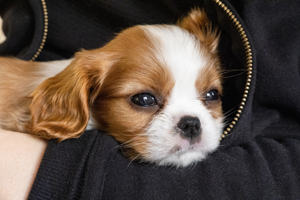Usposobienie psow rasy Cavalier king charles