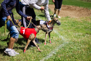 wyścigi psów - coursing