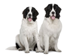 Wyodrębnienie nowej rasy landseer