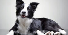 Border collie
